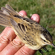 Sedge Warbler